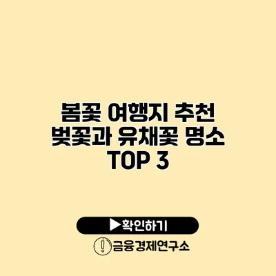 봄꽃 여행지 추천 벚꽃과 유채꽃 명소 TOP 3