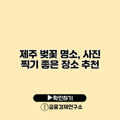 제주 벚꽃 명소, 사진 찍기 좋은 장소 추천